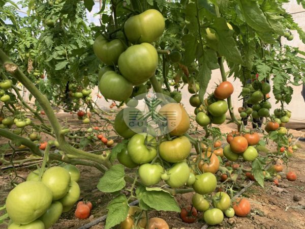 ARSIN آرسین - تصویر 7
