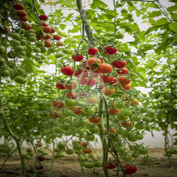 MASIS ماسیس - تصویر 7