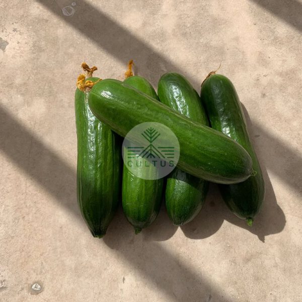 SAMAN-ثمن - تصویر 4