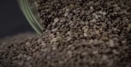 بذر خیار اصلاح شده