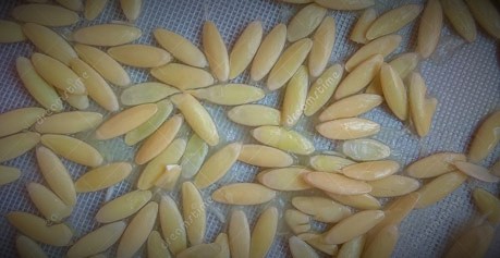 بذر خیار صادراتی