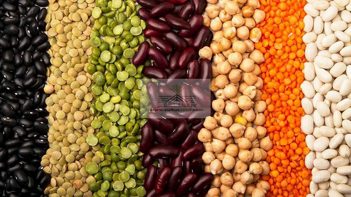 حبوبات