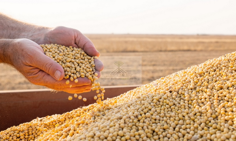 نهاده دامی