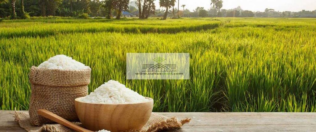 بازار برنج را پیش از گرانی مدیریت کنید