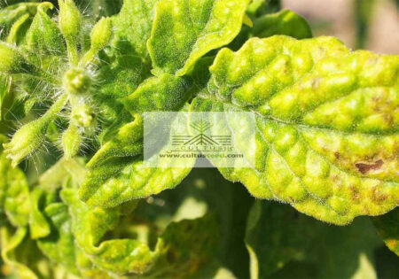 20 بیماری رایج گوجه فرنگی