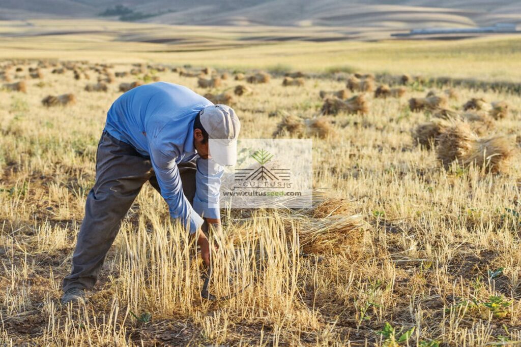 حرکت عجیب و کم سابقه به سود کشاورزان
