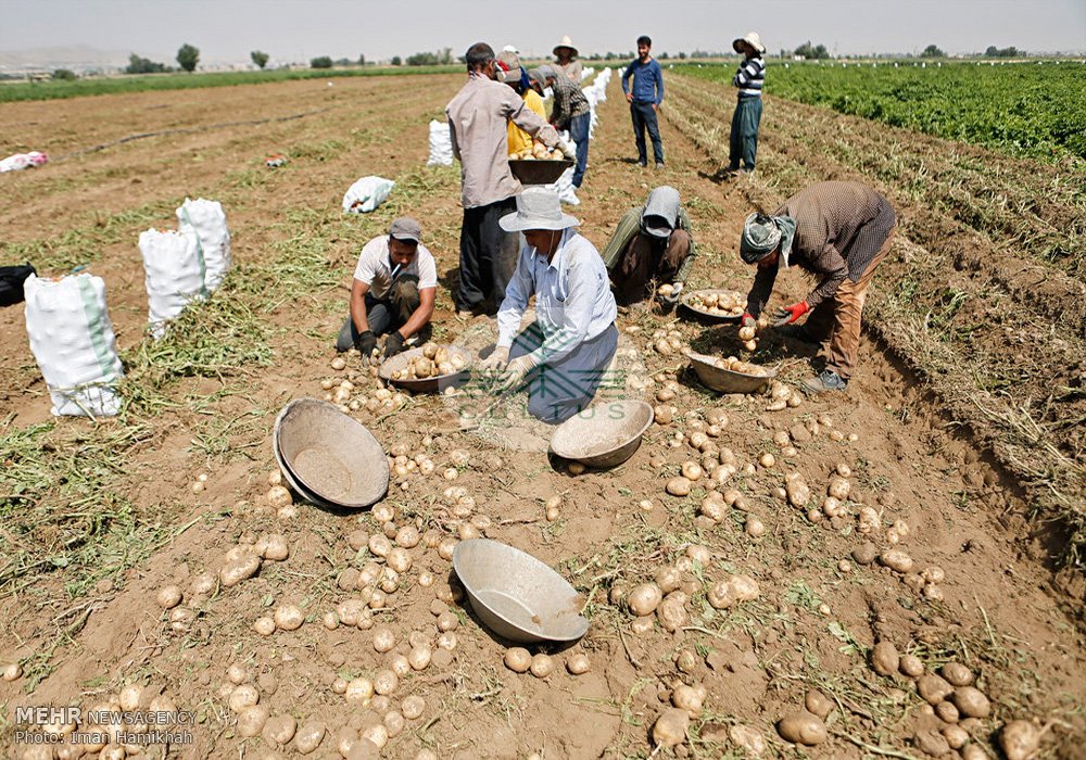 انتقاد از عدم هماهنگی دولتیها برای خرید توافقی سیبزمینی کشاورزان