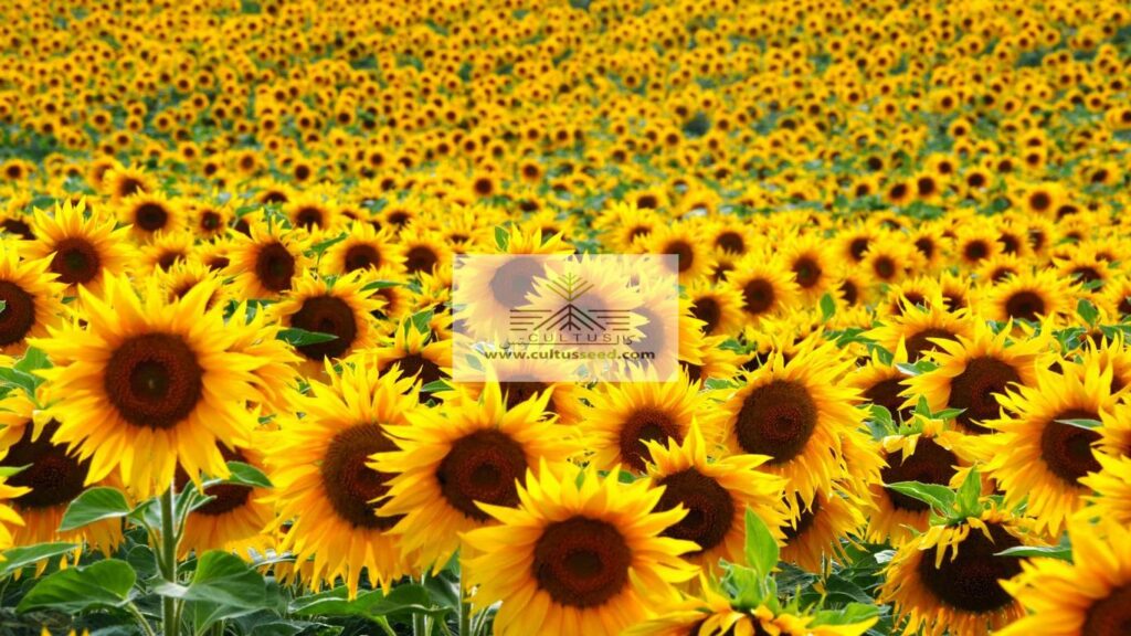 کشت ۱۵۰ هزار هکتار سویا، کنجد و آفتابگردان