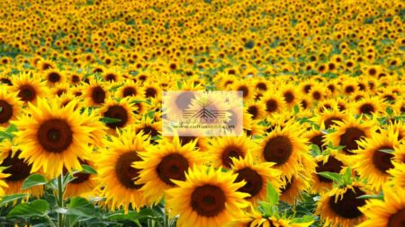 کشت ۱۵۰ هزار هکتار سویا، کنجد و آفتابگردان