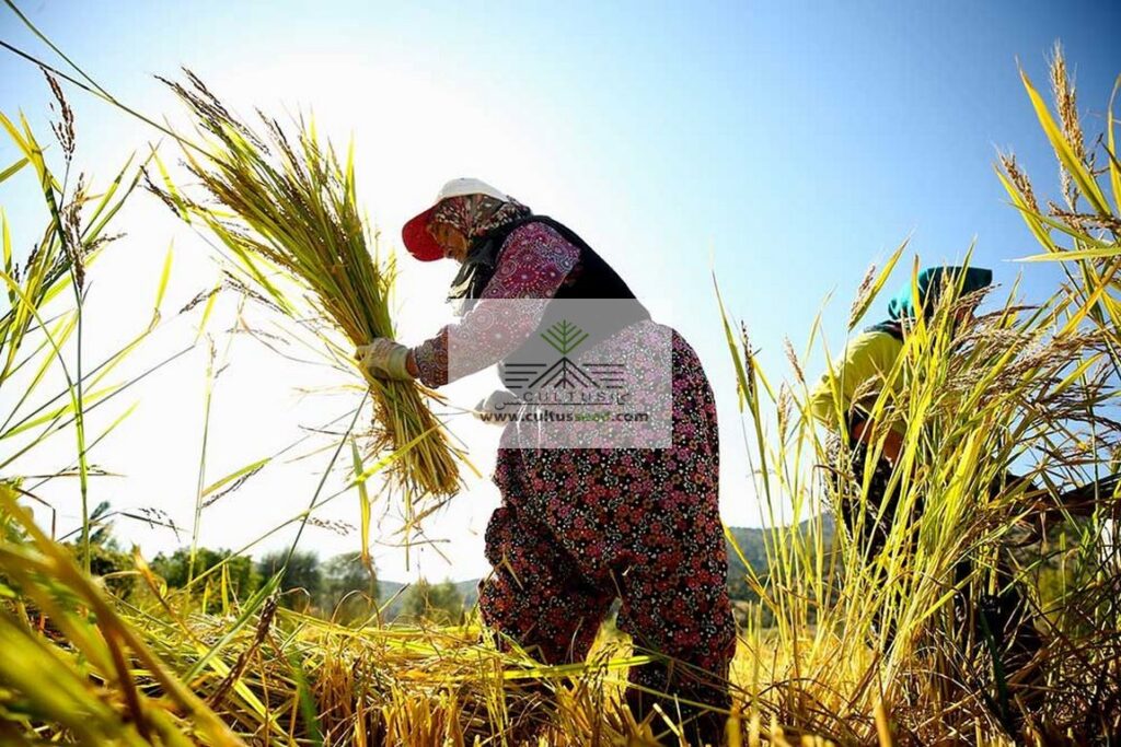 کشاورزی بخش مهم اقتصاد کشور