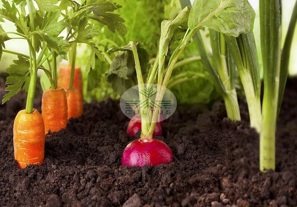 مدیریت آفات