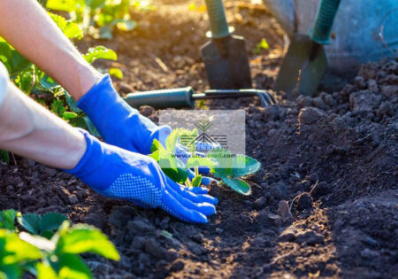 تفاوت بذر استاندارد با هیبرید