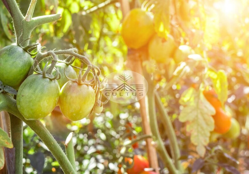 اختلالات فیزیولوژیکی گوجه فرنگی