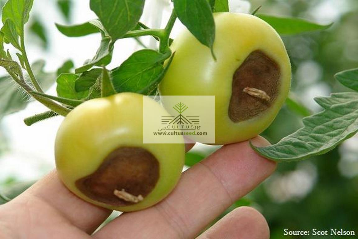 20 بیماری رایج گوجه فرنگی و نحوه درمان آن