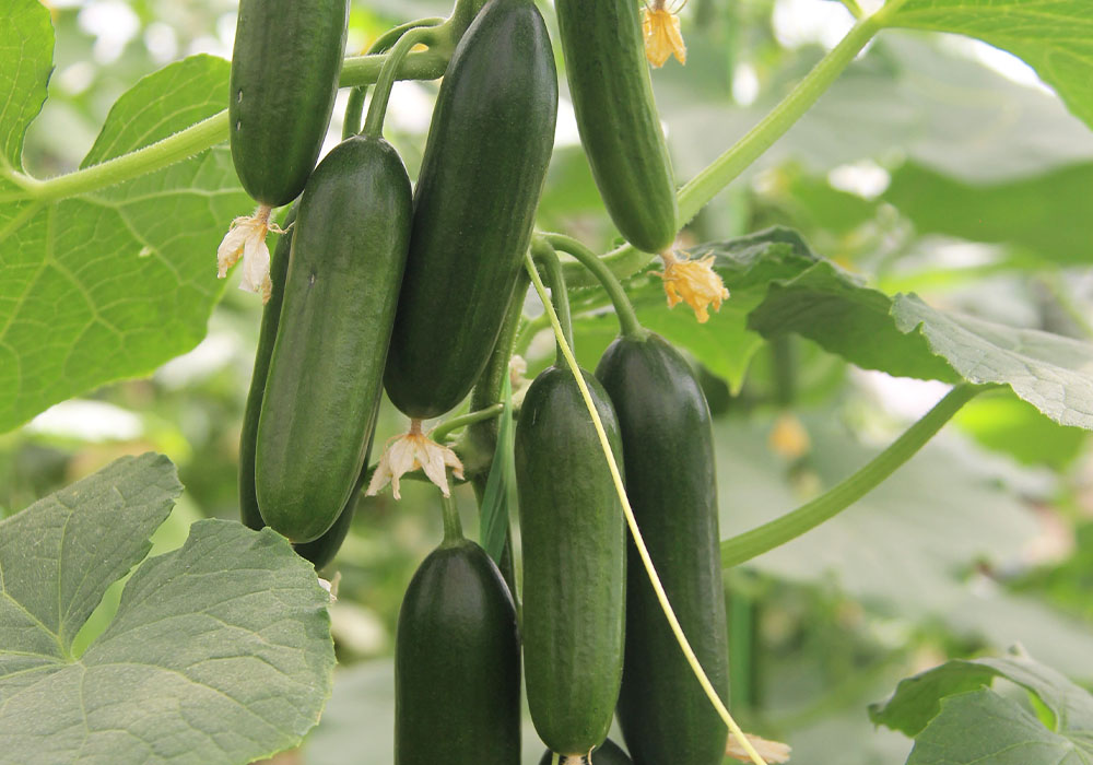 خیار ثمن