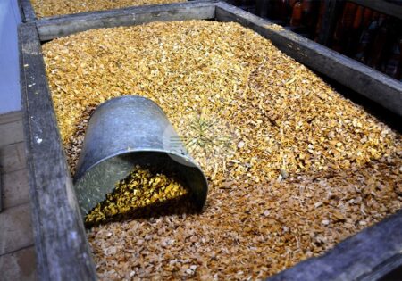 خطر کمبود گوشت قرمز در کشور