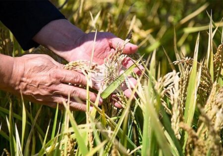 بخش کشاورزی زیر چتر حمایتی دولت آینده