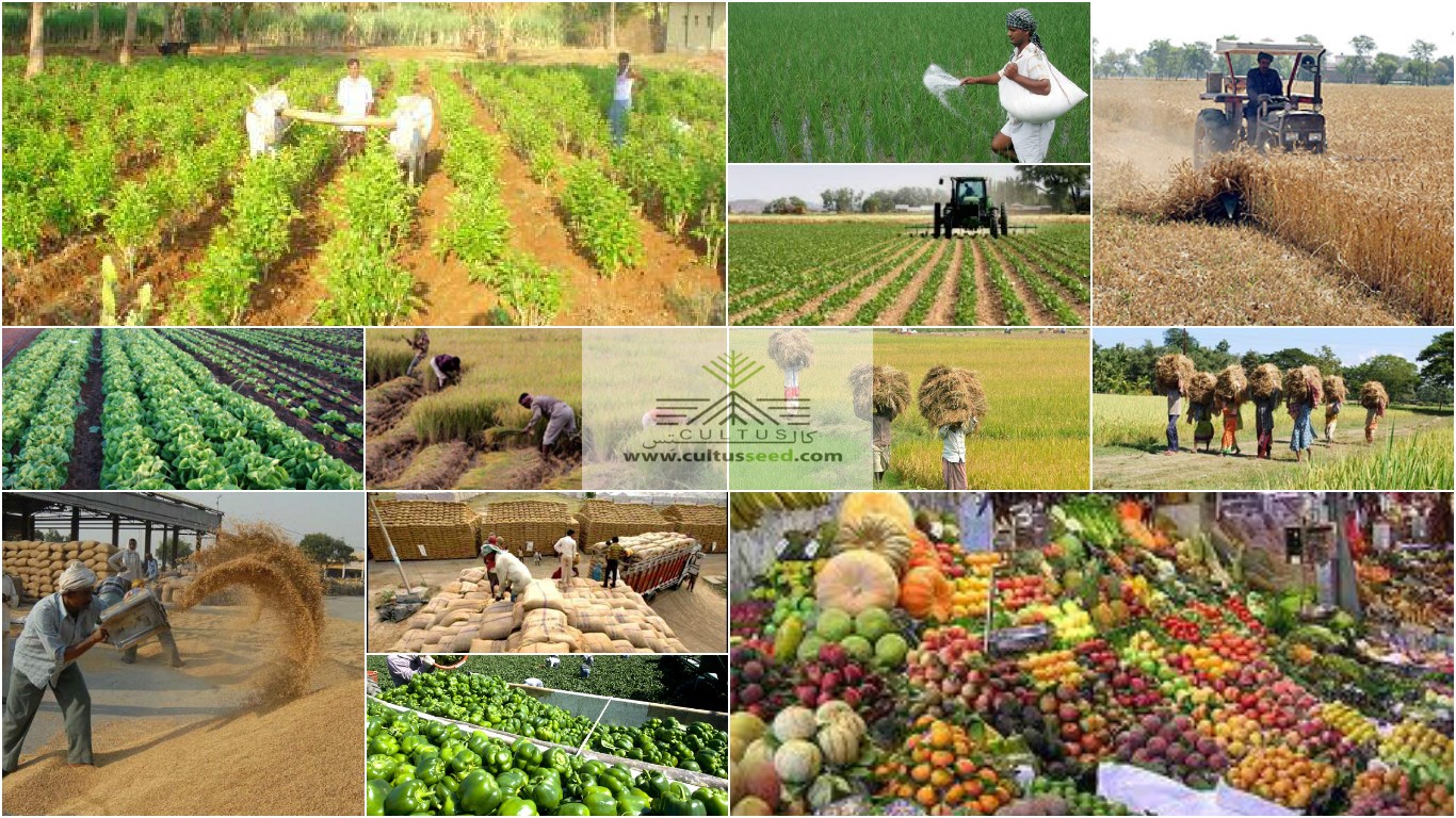 ارزش هر تن محصولات کشاورزی و غذایی صادراتی بالای ۲ هزار دلار است