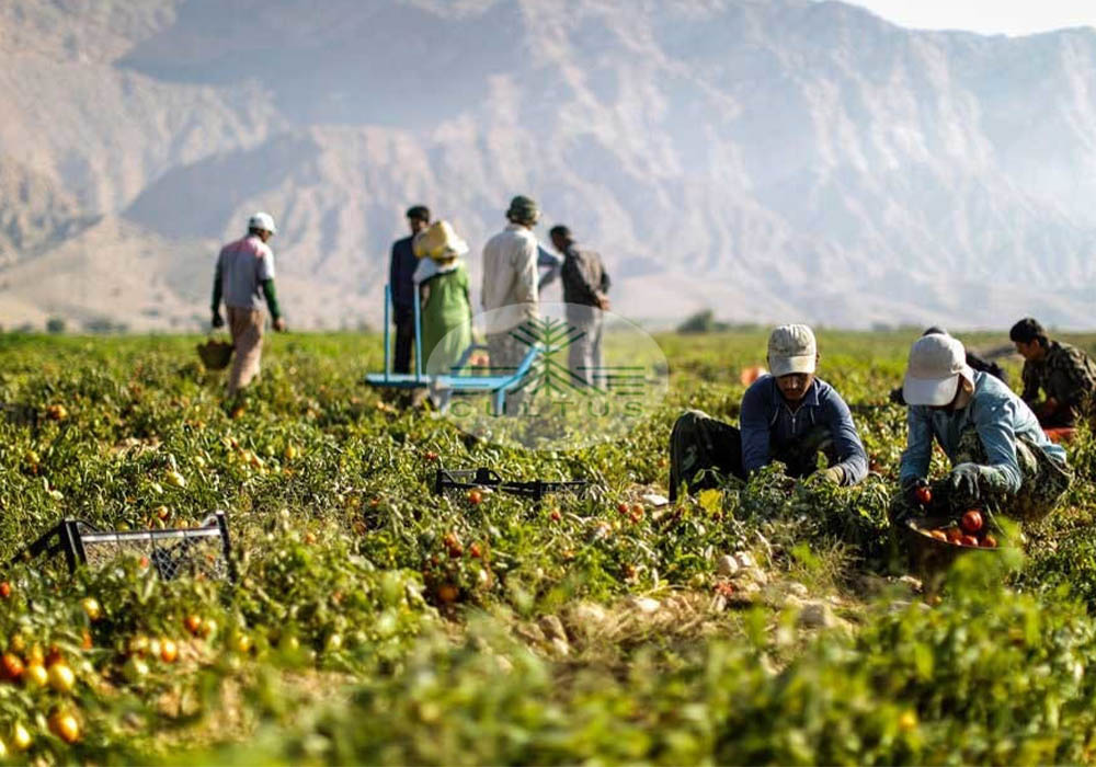پرداخت مطالبات کشاورزان تا پایان دولت دوازدهم