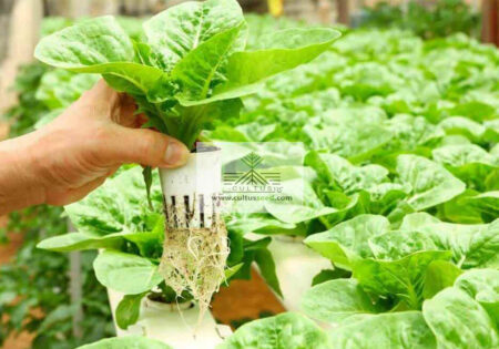 گلخانه هیدروپونیک