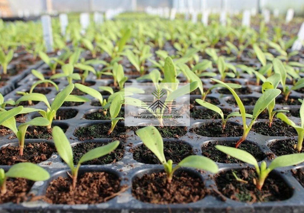 روش‌های کاشت بذر گلخانه‌ای