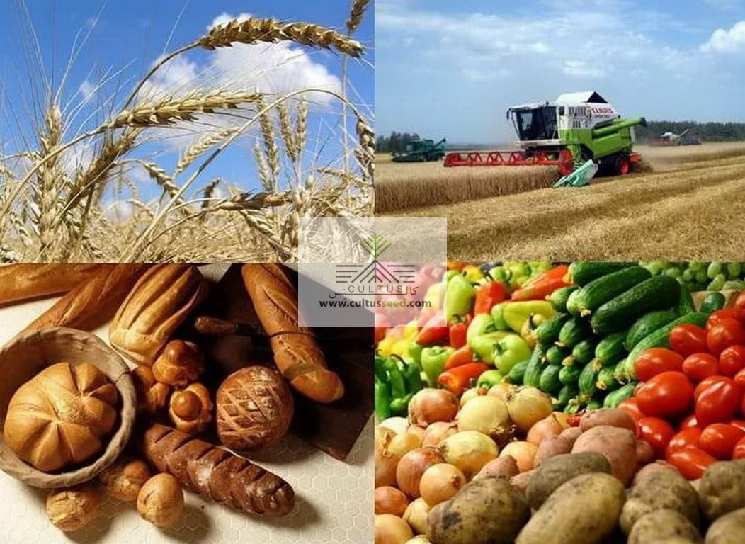 ارزش هر تن محصولات کشاورزی و غذایی صادراتی بالای ۲ هزار دلار است