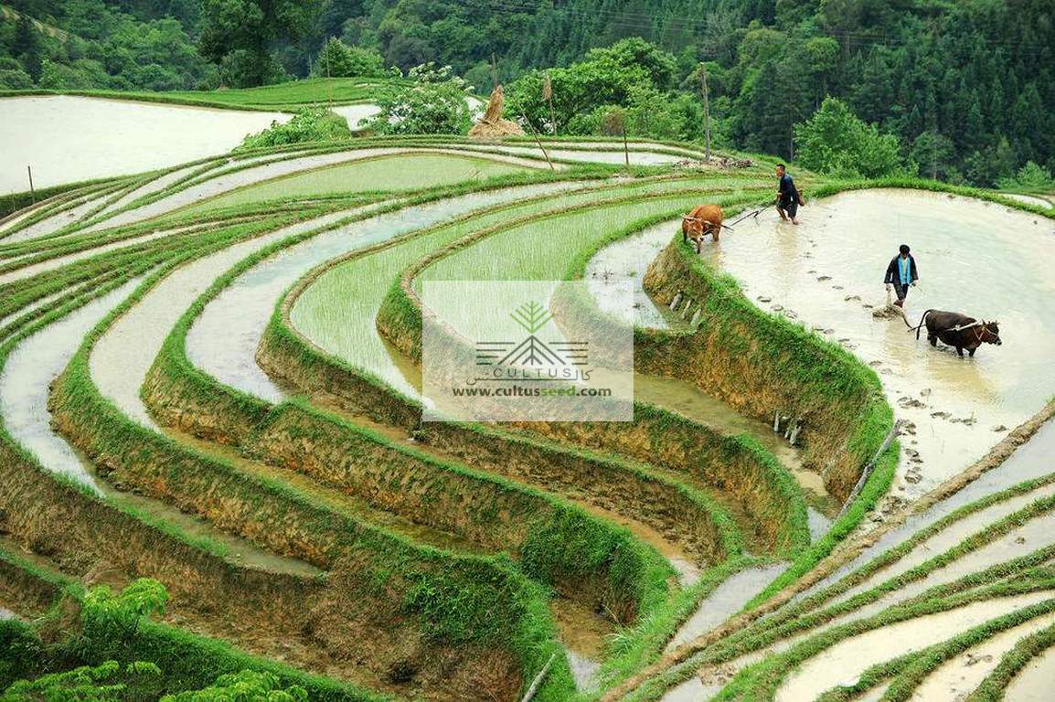 ظرفیت‌های کشاورزی در خوزستان
