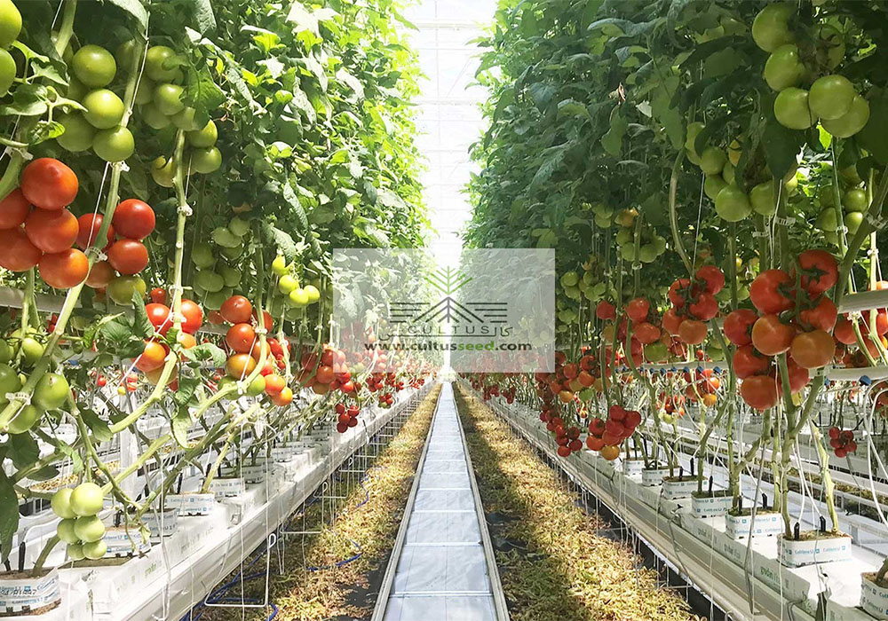 حشرات گلخانه‌ای