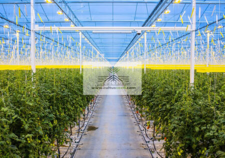 مدیریت گلخانه‌ای