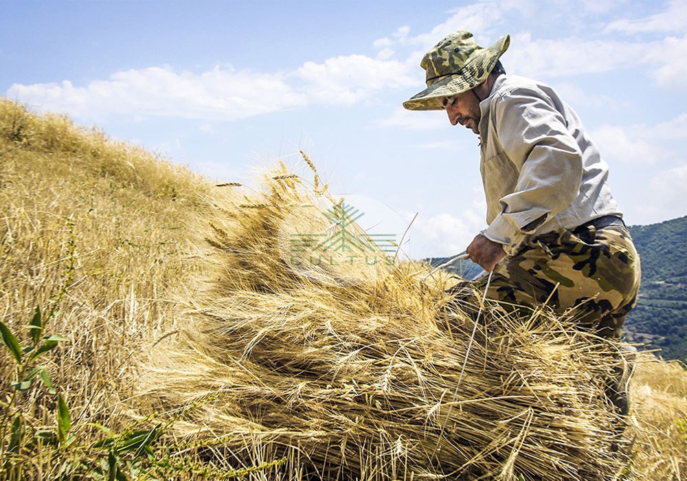 کشت گندم ۱۰ برابر خربزه و هندوانه به آب نیاز دارد