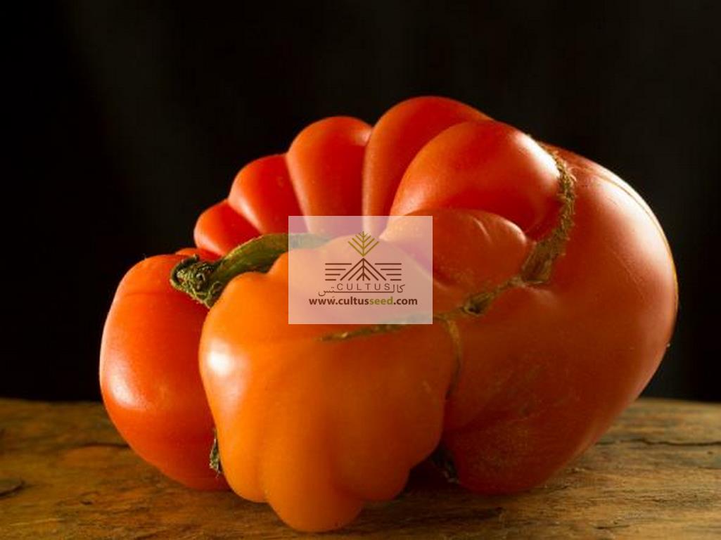 20 بیماری رایج گوجه فرنگی و نحوه درمان آن