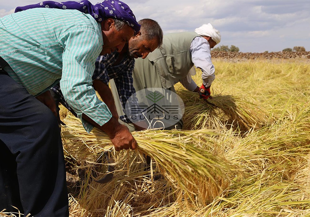 پرداخت 98 درصد از مطالبات گندمکاران