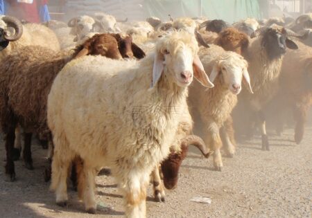 مجتمع دامپروری سه هزار رأسی در شهرستان انگوت ایجاد می‌شود!!!