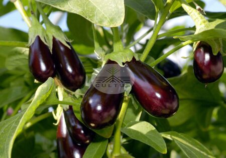 9 بیماری رایج بادمجان
