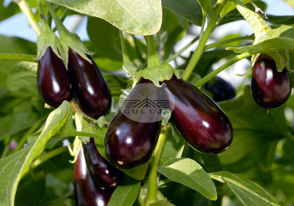 9 بیماری رایج بادمجان