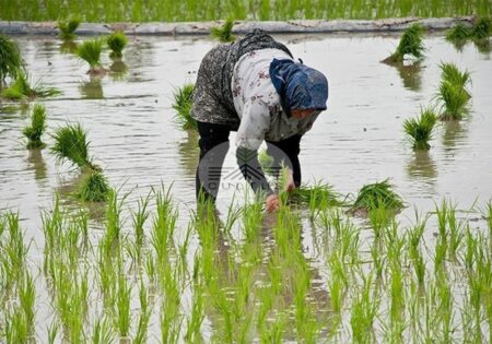 کشت بدون آب برنج در بهشهر