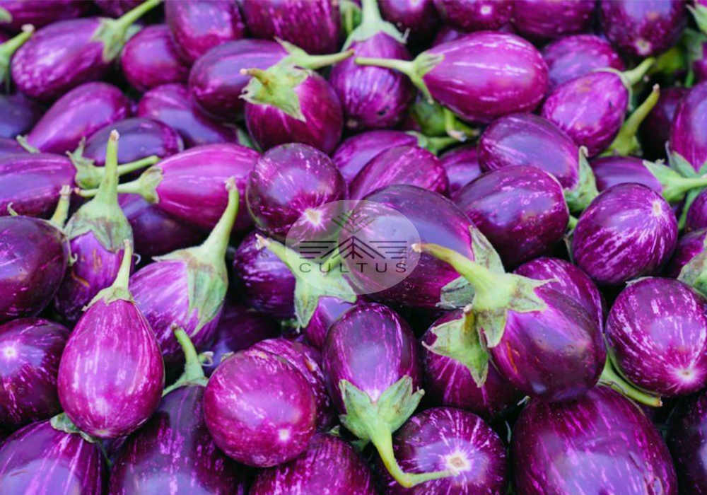 پژمردگی ورتیسیلیوم