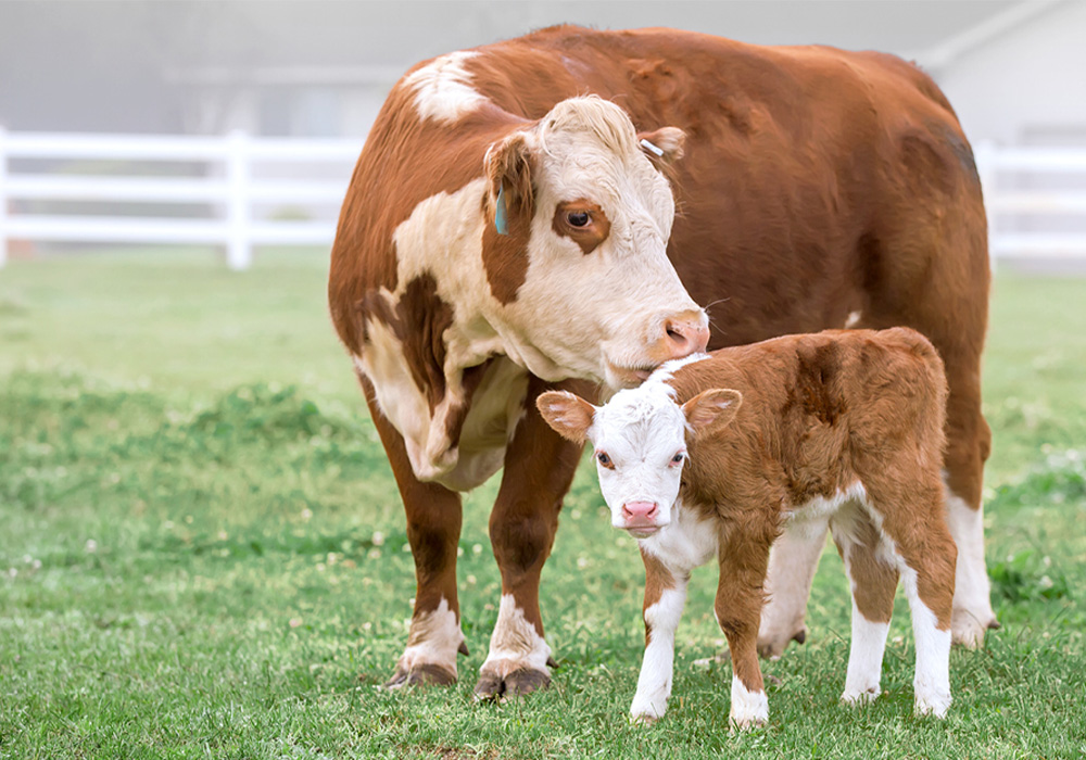 فروش دام مولد یک «فاجعه» است