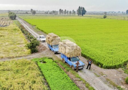 پای لنگ صادرات در پیکره کشاورزی لرستان