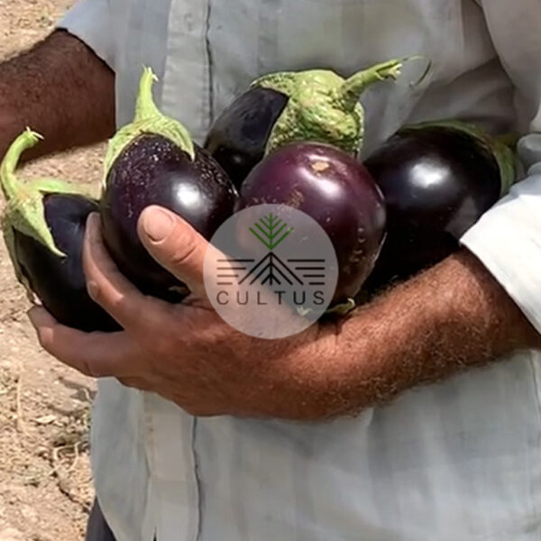 BEHSA-بِهسا - تصویر 2