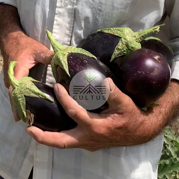 BEHSA-بِهسا - تصویر 3