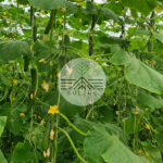 image-sevin4