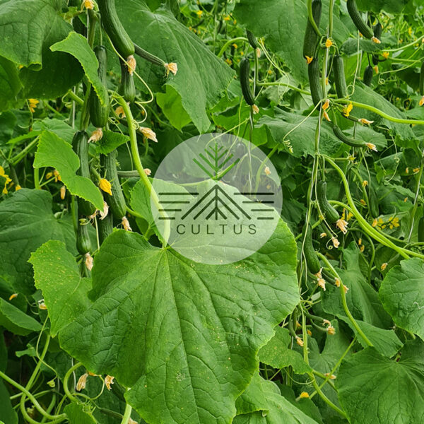 SEVIN-سوین - تصویر 5
