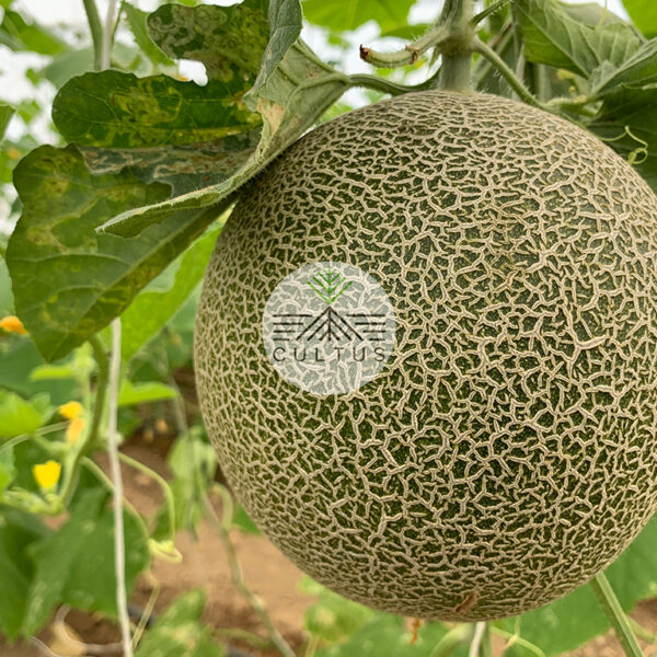SUFIA-سوفیا