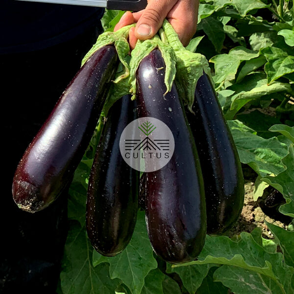 SURA-سورا