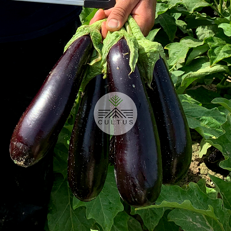 image-sura1