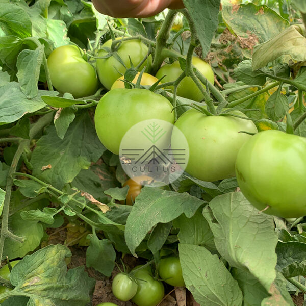 BURGEN بورجن - تصویر 8