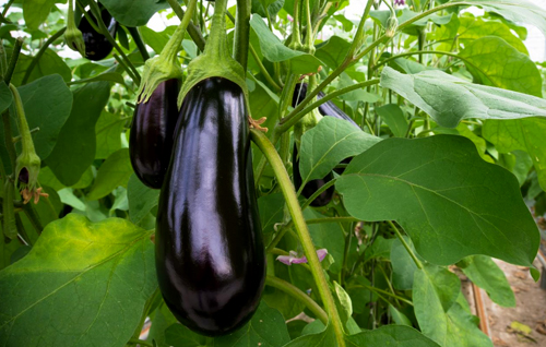 بذر بادمجان