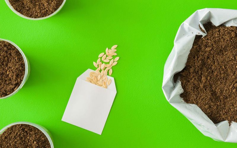 قیمت بذر خیار گلخانه ای و بررسی هزینه انواع بذرهای سبا و نیکرسون و گالاردو و نگین و ناگین و کیهان و استورم برای کشت خیار گلخانه‌ای +خرید آنلاین و قیمت بذر خیار گلخانه ای گوهر و قیمت بذر خیار گلخانه ای شهاب و قیمت بذر خیار گلخانه ای شاهین و قیمت بذر خیار گلخانه ای رویال و قیمت بذر خیار گلخانه ای مکسول و لیست قیمت بذر خیار گلخانه ای در تهران و هزینه بذر خیار گلخانه در اصفهان و قیمت بذر خیار گلخانه در مشهد - عوامل موثر بر قیمت بذر خیار گلخانه ای