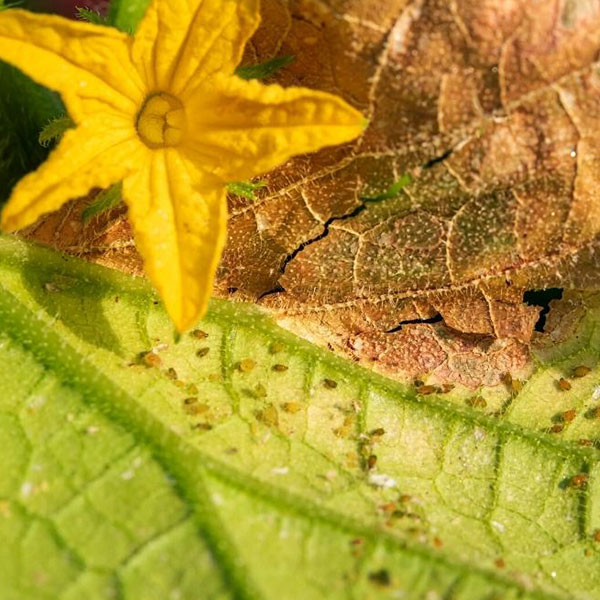 بهترین بذر خیار بوته ای فضای باز زمینی برای خرید بربارترین بذر ممتاز خیار سبز فضای باز مرغوب با کیفیت عالی تماس بگیرید. ارسال به کل کشور پربارترین بذر خیار فضای باز و انواع بذر خیار فضای باز و بذر خیار سبز فضای باز با قیمت مناسب بذر خیار فضای باز و بهترین بذر خیار برای فضای باز و مزرعه - شته ها